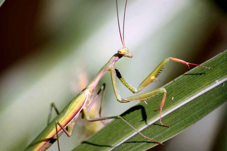 Mantis religiosa: femmina, maschio e ninfe